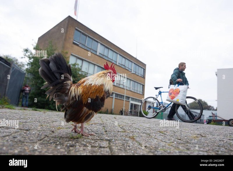 Guide to chicken road nederland